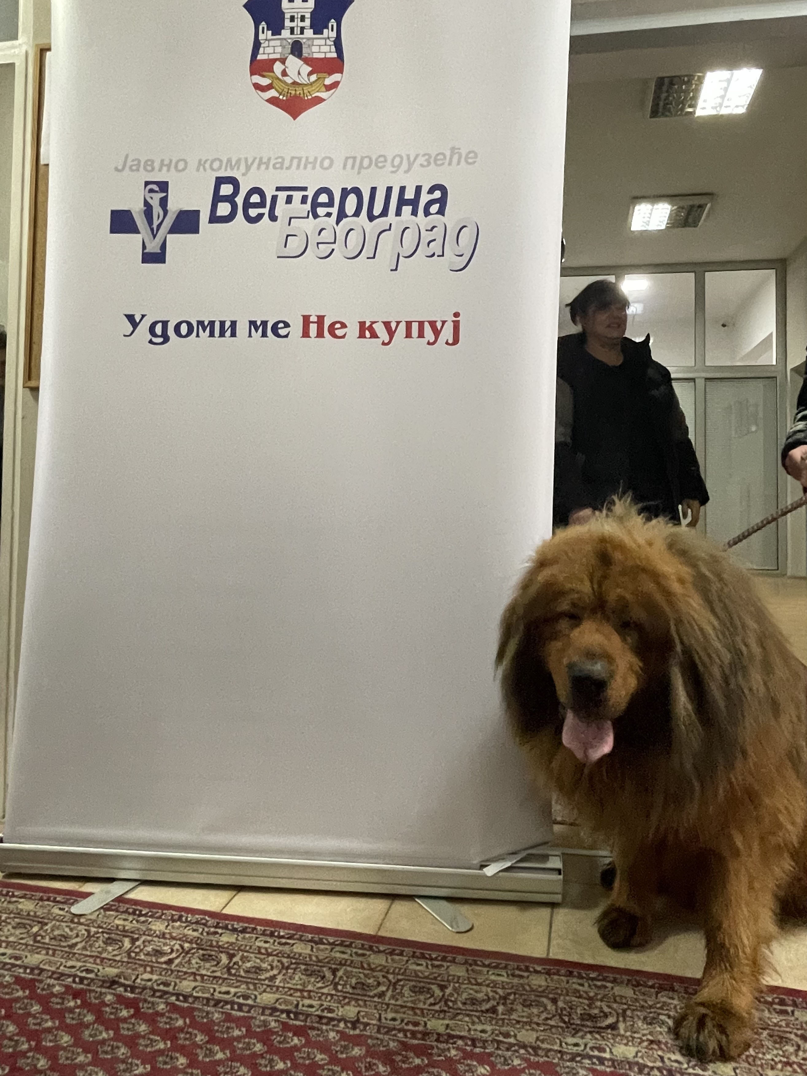 Светски дан напуштених животиња Светски дан напуштених животиња
