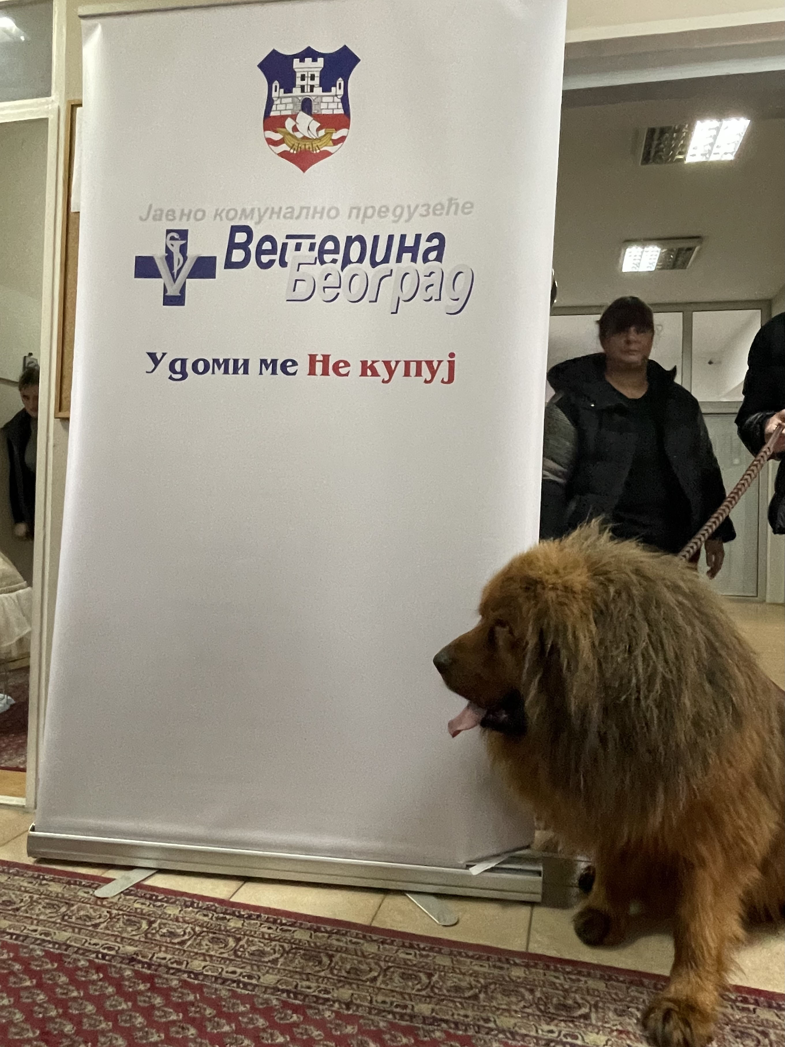 Светски дан напуштених животиња Светски дан напуштених животиња