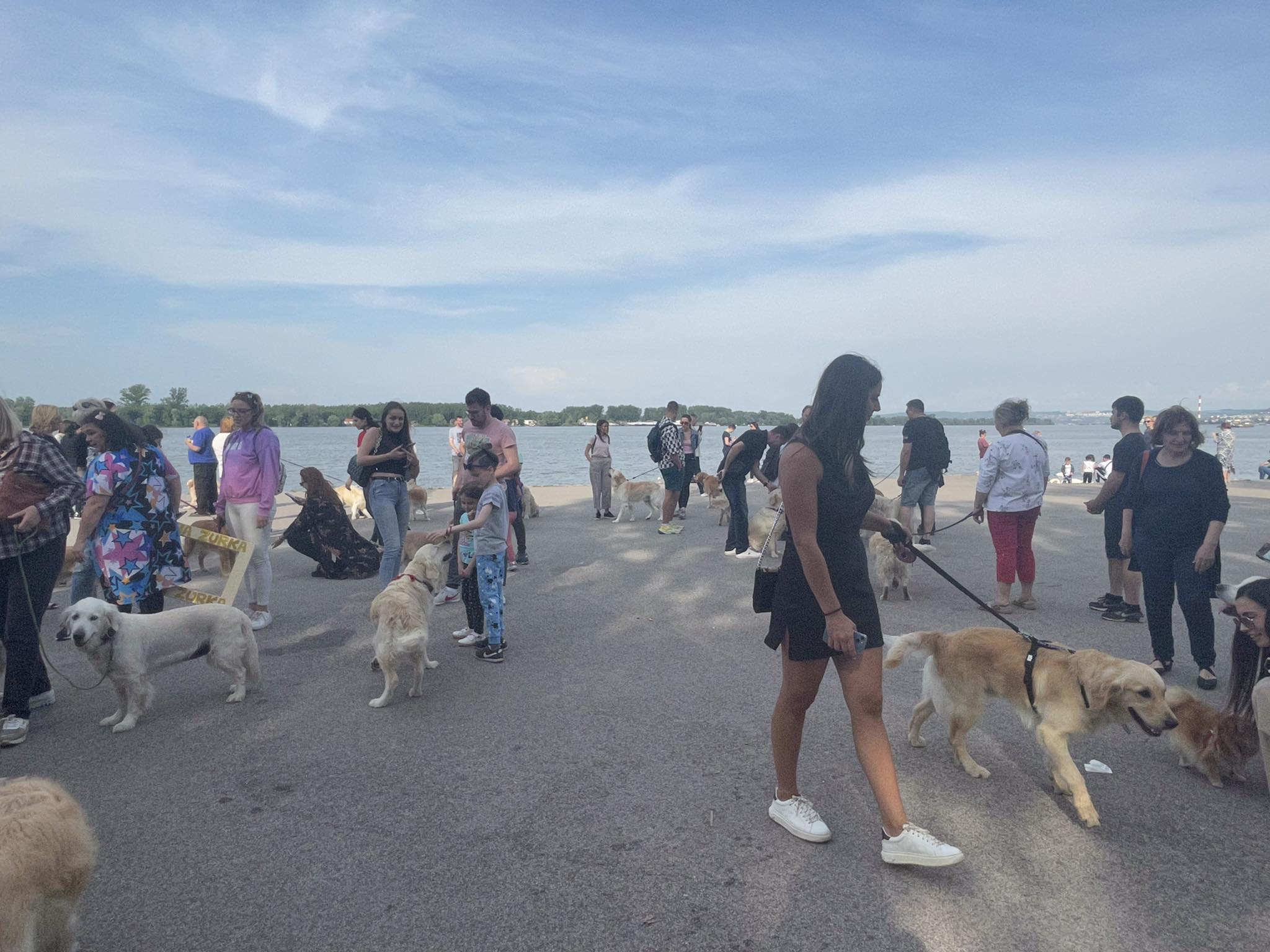 Журка ретривера Журка ретривера