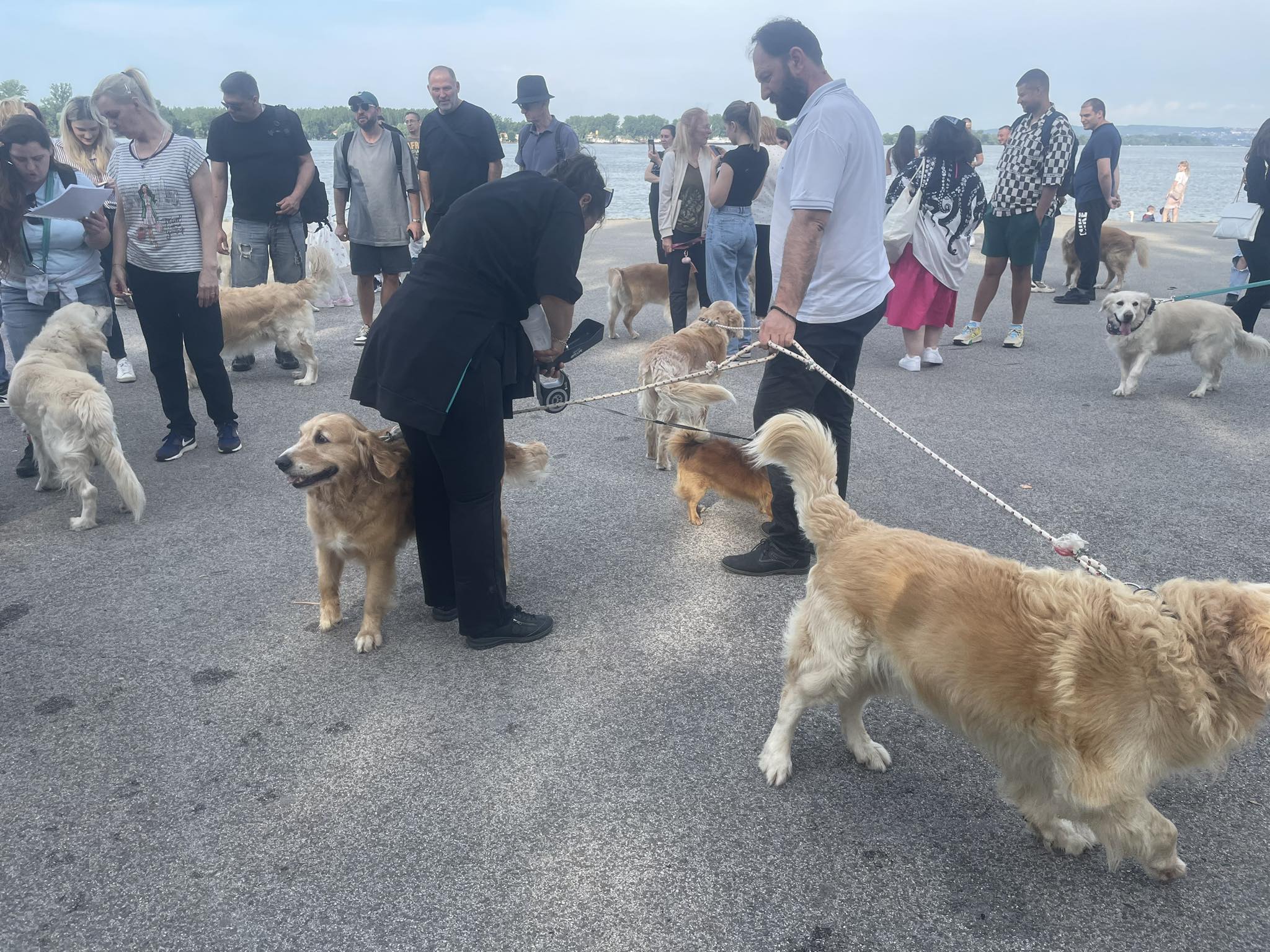 Журка ретривера Журка ретривера