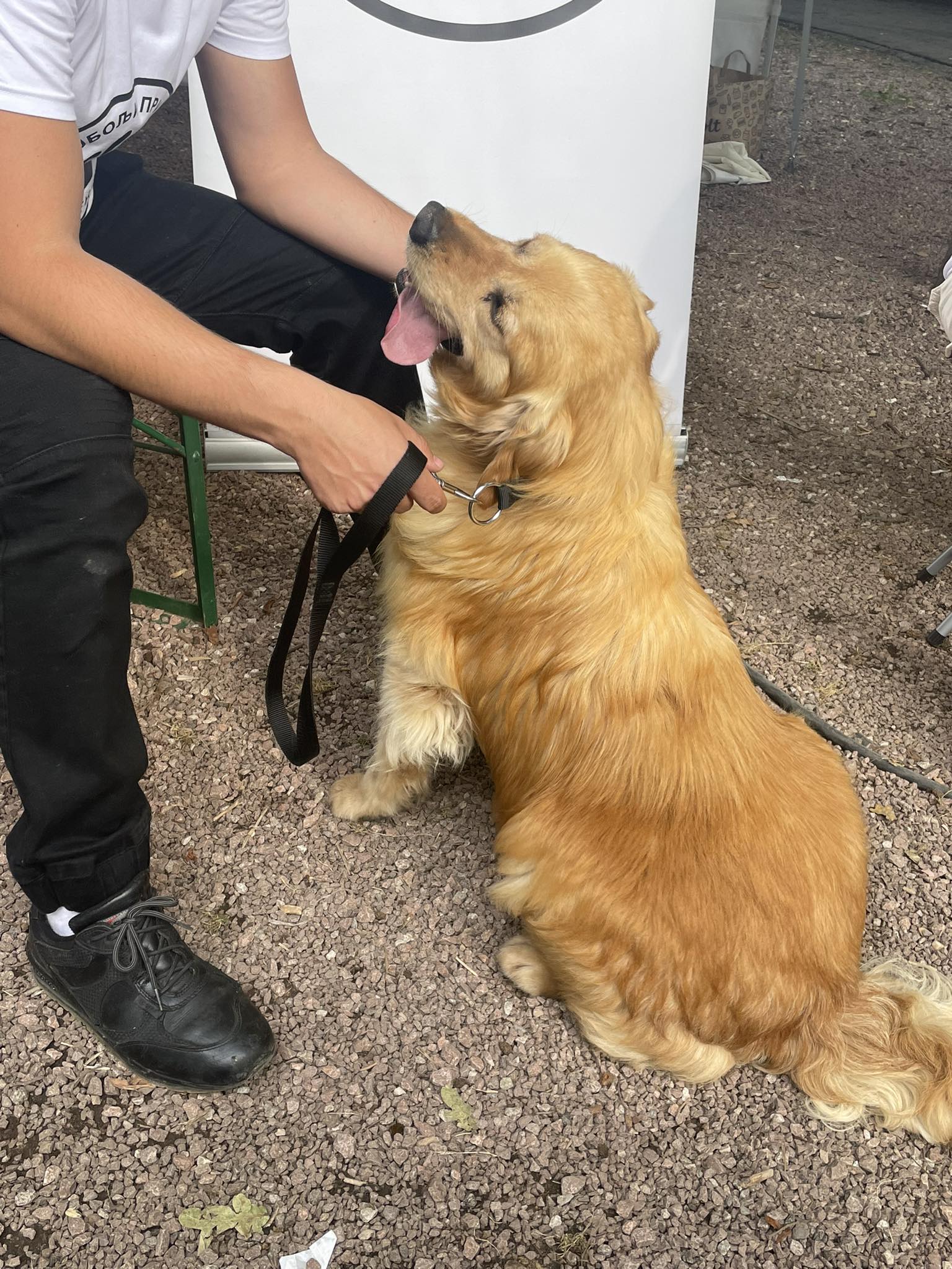 ,,Улични Пси“ – фестивал паса свих раса ,,Улични Пси“ – фестивал паса свих раса