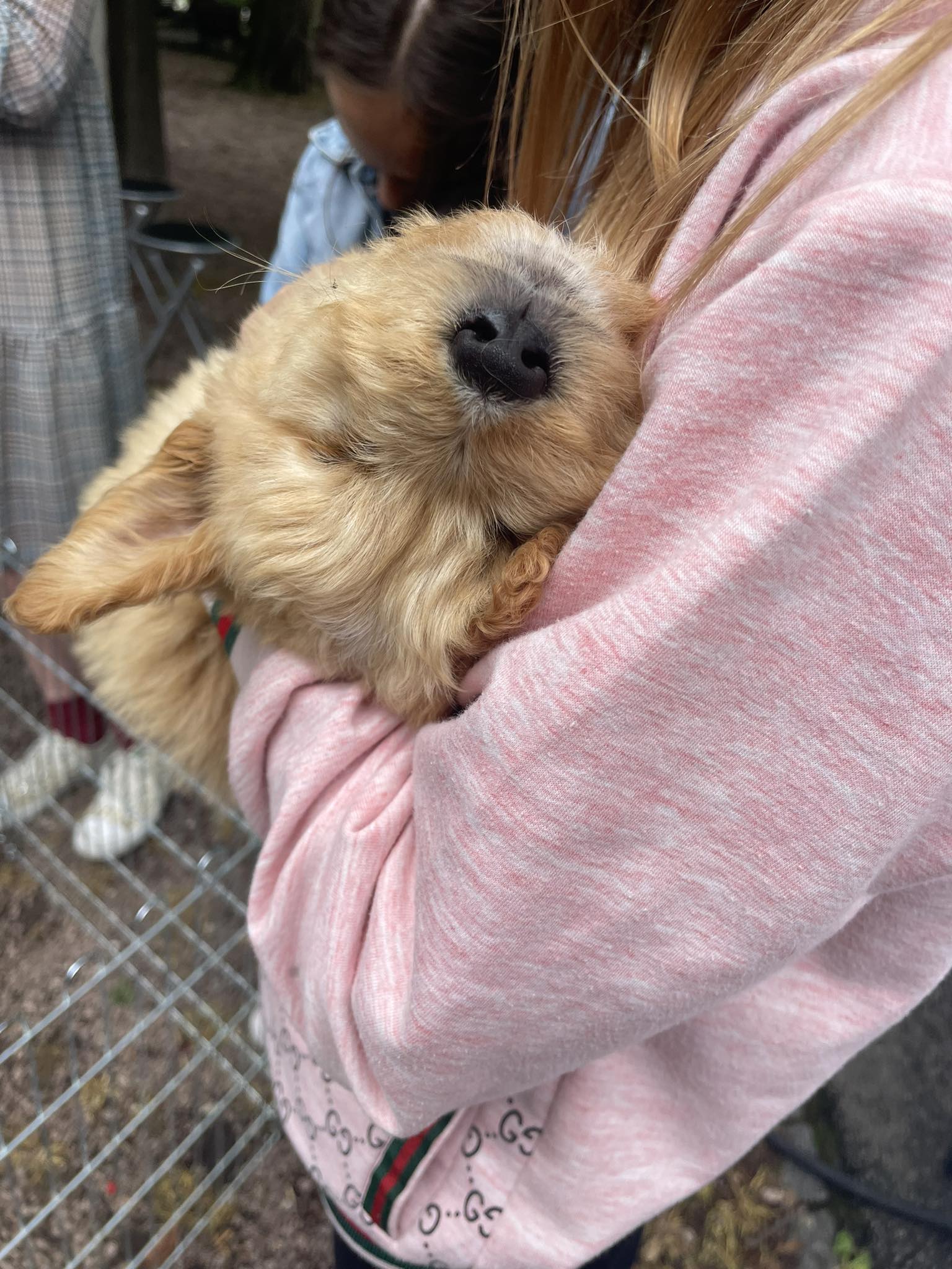 ,,Улични Пси“ – фестивал паса свих раса ,,Улични Пси“ – фестивал паса свих раса