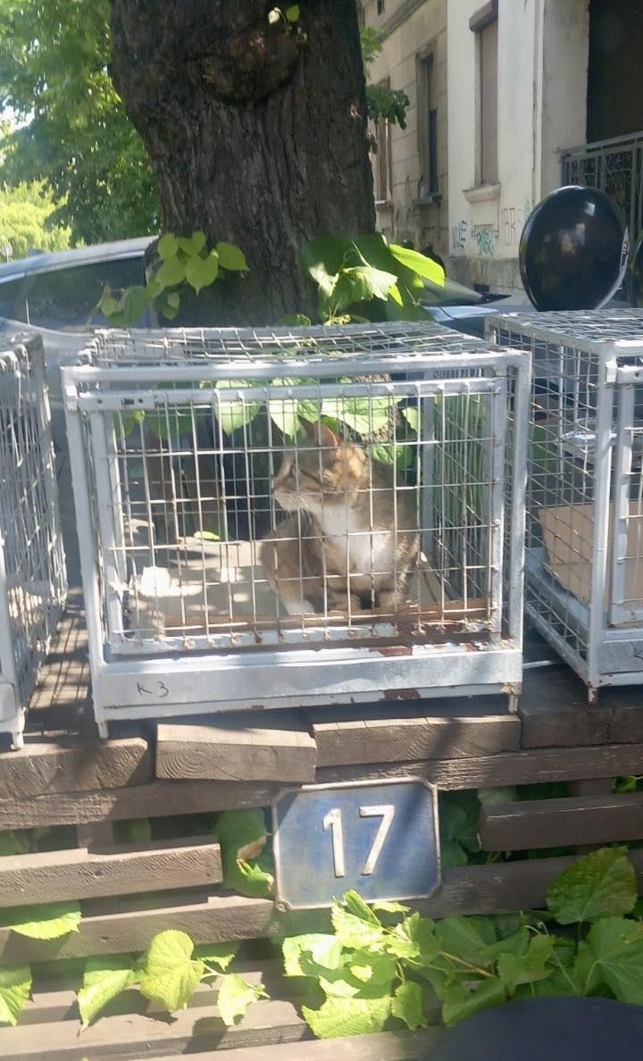 Акција удомљавања паса и мачака на Сењаку Акција удомљавања паса и мачака на Сењаку