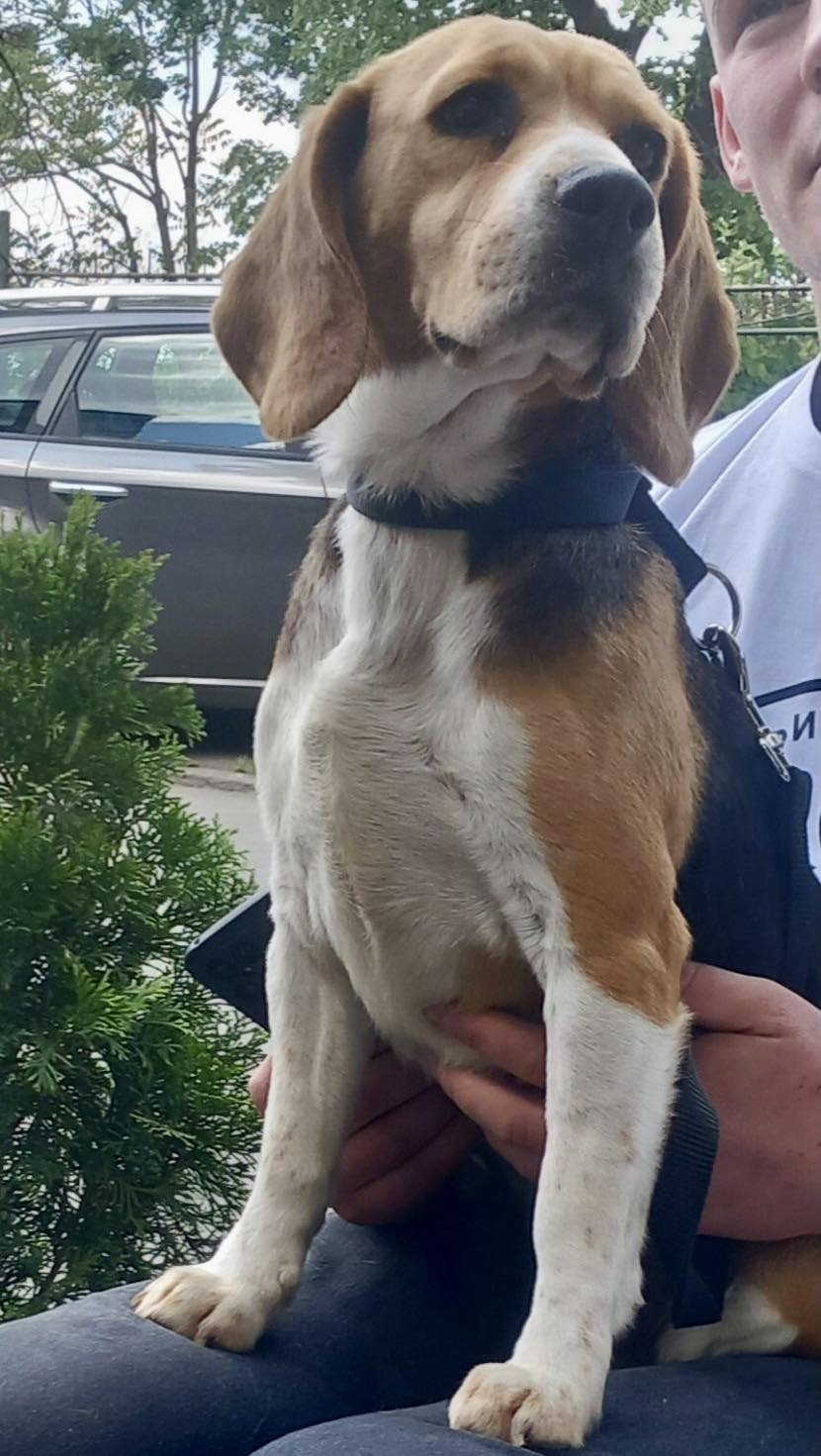 Акција удомљавања паса и мачака на Сењаку Акција удомљавања паса и мачака на Сењаку